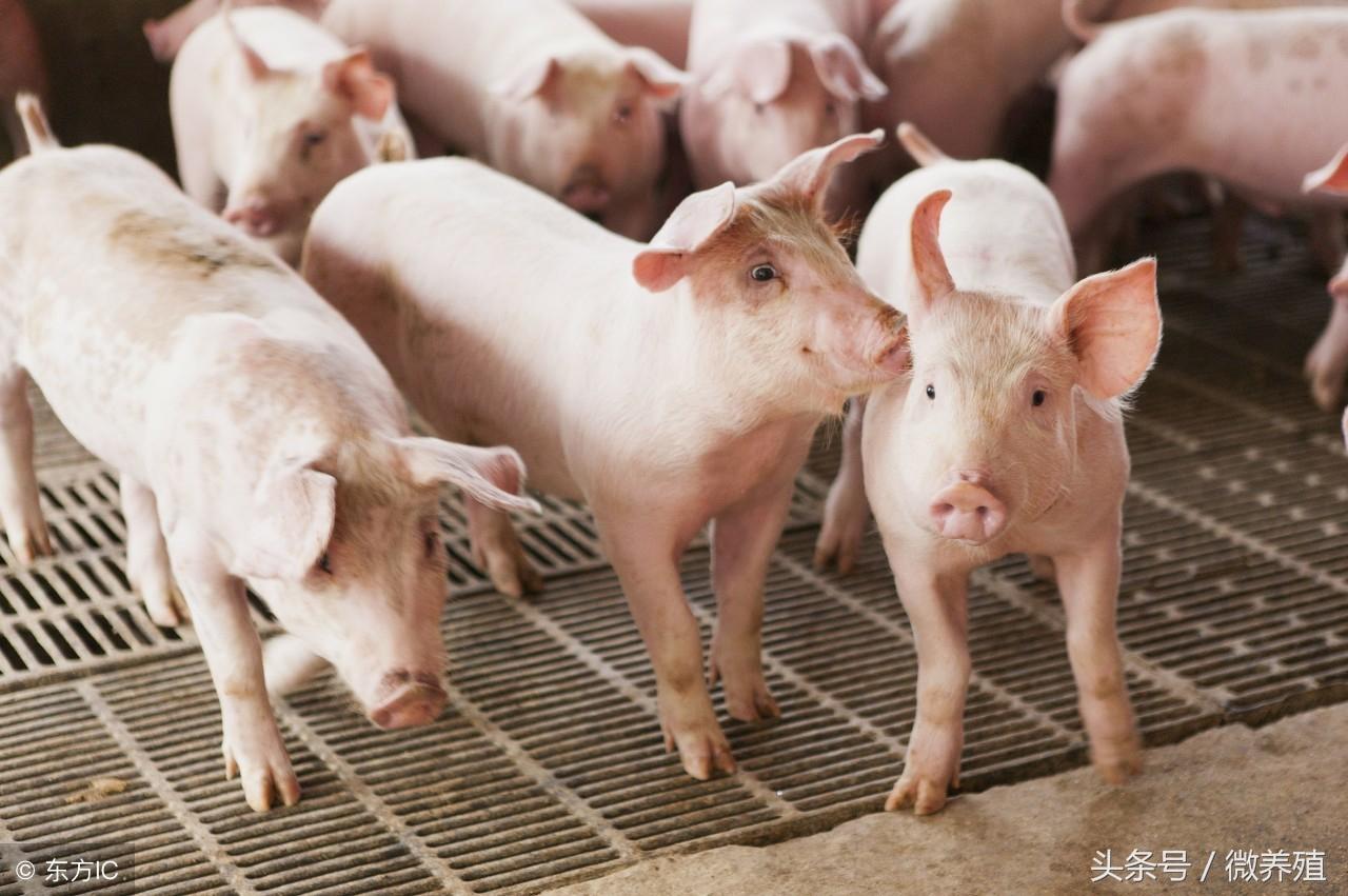 福彩3D号码走势压缩式变化深度研究